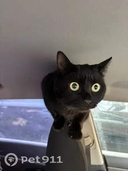 Пропала кошка, улица Панкратова, 64Б, Вологда - черная с белым пятнышком - photo