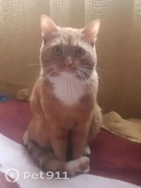 Пропала кошка, Октябрьский проспект, Кемерово - рыженький с белыми носочками - photo