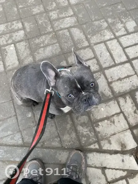 Пропал собака, Краснодарская улица, 43, Астрахань - серый с белой грудью - photo