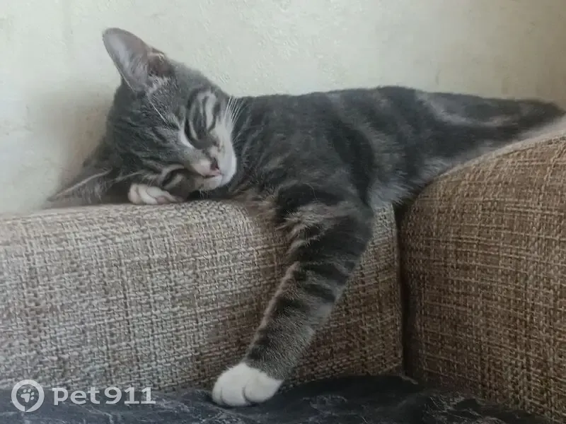 Пропала кошка, улица Достоевского, Мурманск - маленькая, серая с полосками - photo