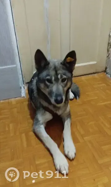 Пропала собака, Лянгасы, Кировская область - с биркой в ухе - photo