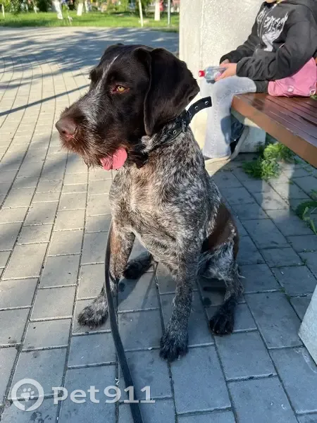 Пропала собака, улица Орджоникидзе, 266, Шахты - немецкий дратхаар - photo