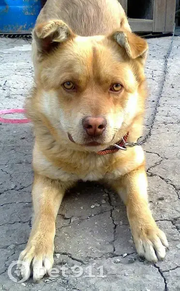 Пропал собака, улица Суворова, 38Д, Саратов - рыжий - photo