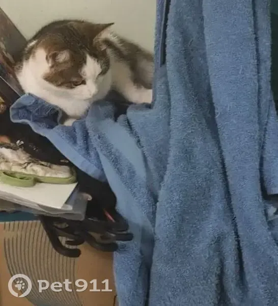 Пропала кошка, Тульская улица, 20, Казань - ласковая, но иногда кусается - photo