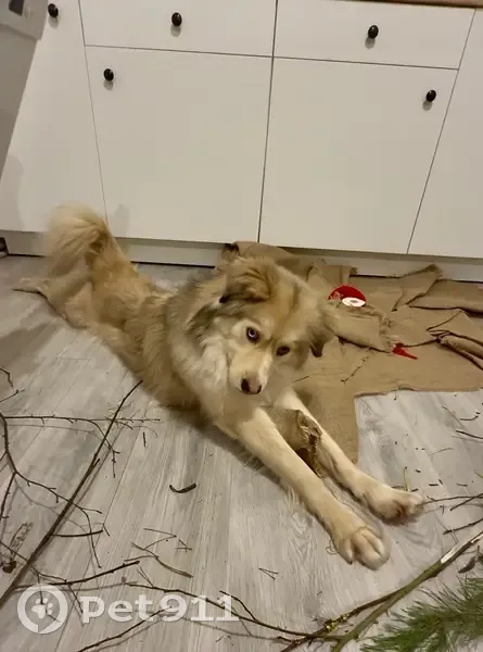 Пропал собака, Куйвозовское сельское поселение, Ленинградская область - кобель, разноцветные глаза - photo