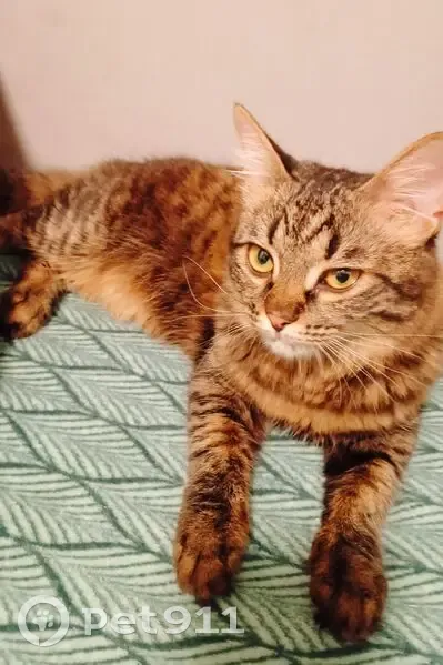 Пропала кошка, улица 64-й Армии, 36, Волгоград - полосатая с буквой М на лбу - photo