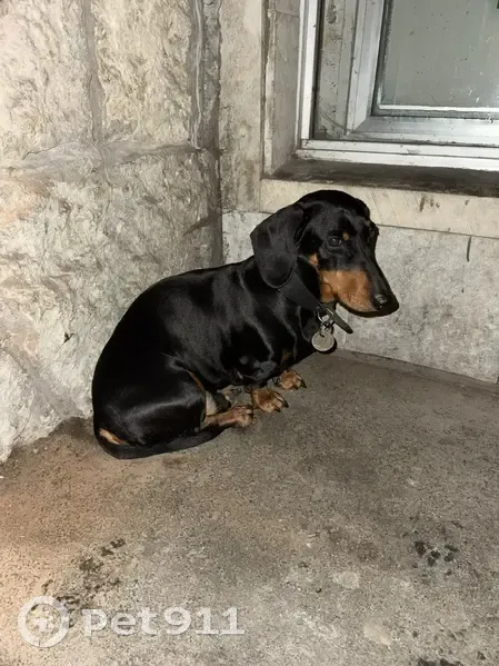 Найдена собака, проспект Ленина, 25, Зеленогорск - чёрная такса с ошейником - photo