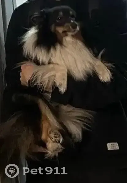 Пропала собака, улица Маршала Баграмяна, 36, Калининград - шелти, окрас черно-белый - photo