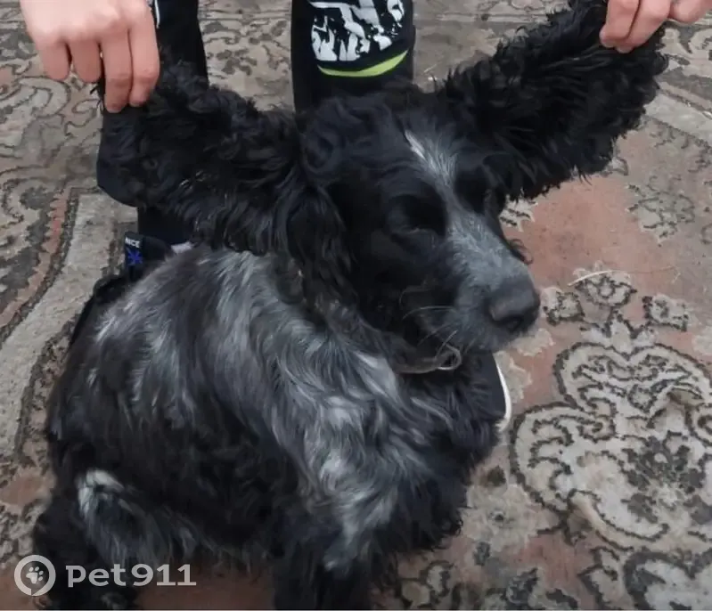 Пропал собака, улица Ивана Земнухова, Калининград - photo