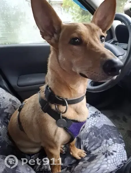 Пропала собака, Приморское шоссе, Санкт-Петербург - небольшой рост, большие уши - photo