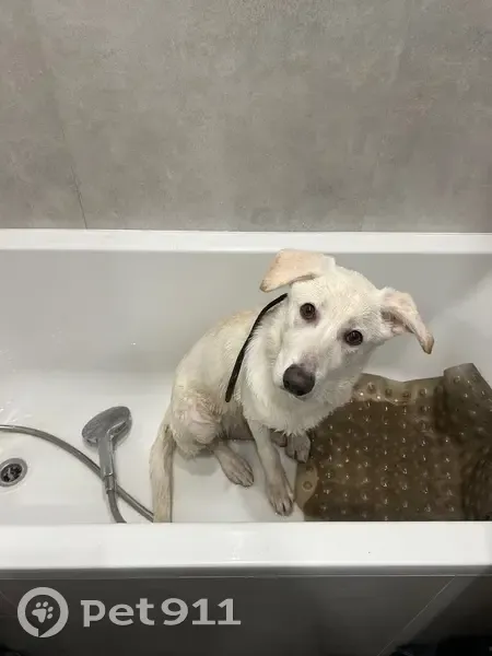 Найдена собака, Спортивная улица, 62, Калининград - белый окрас - photo