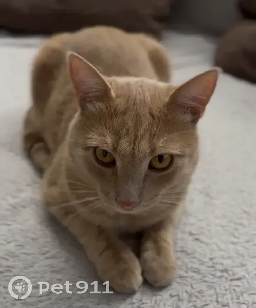 Пропал кот, мужской, Каспийская улица, городской округ Сириус - photo