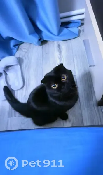 Пропала кошка, улица Пчелина, 51, Волгоград - британская вислоухая, черная - photo