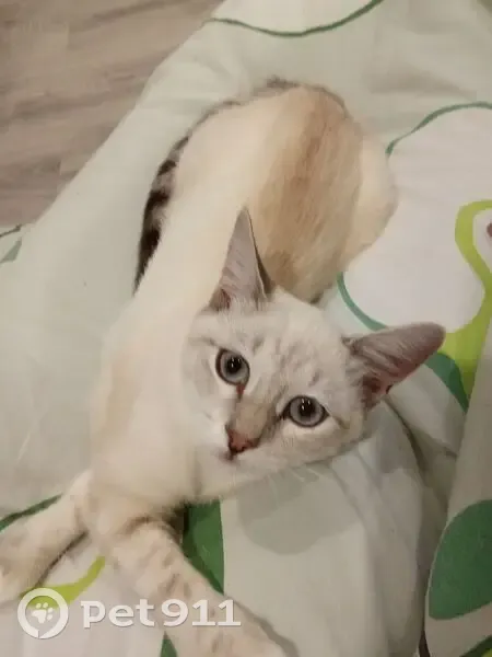 Пропала кошка, улица Диктора Левитана, 48, Владимир - белого цвета, голубые глаза - photo