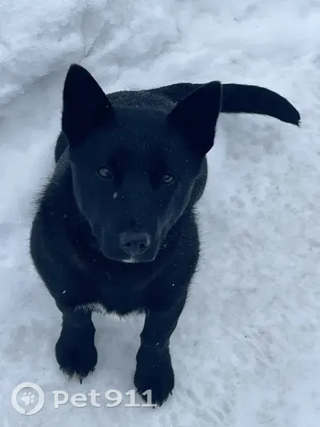 Пропал собака, мужской, Сиреневая улица, Новосибирск - черного цвета, короткие лапки - photo