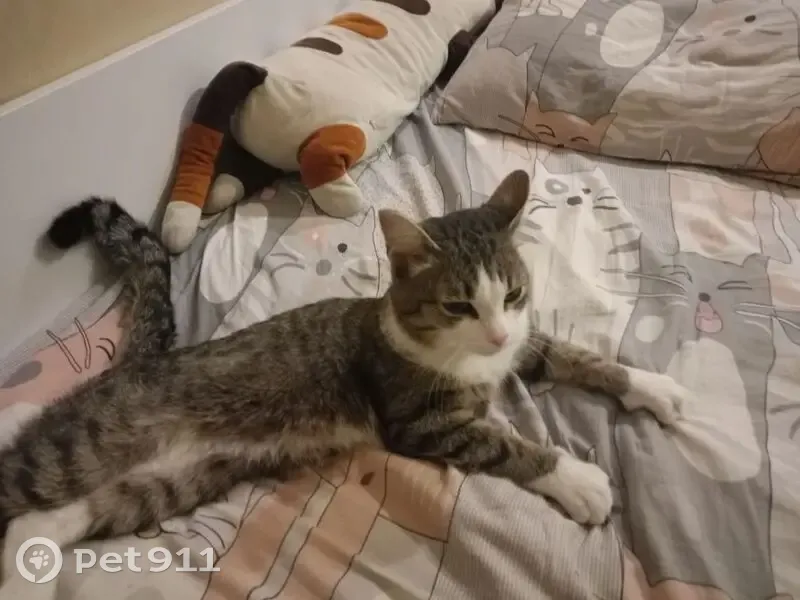 Пропал кот, Светлая улица, 30, Зональная Станция - белая грудь, полосатый - photo