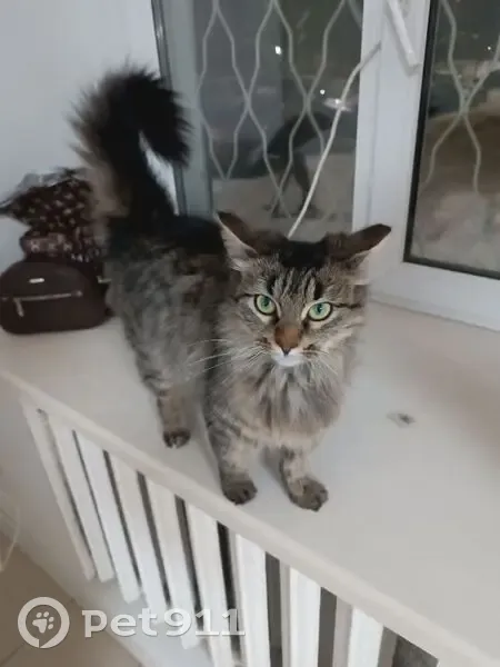 Пропала кошка, улица Гагарина, 19, Ковров - тёмно-коричневая и ласковая - photo