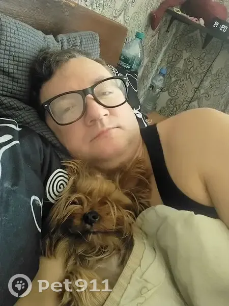 Пропала собака, Чарджуйская улица, 59, Волгоград - рыжий йоркширский терьер - photo