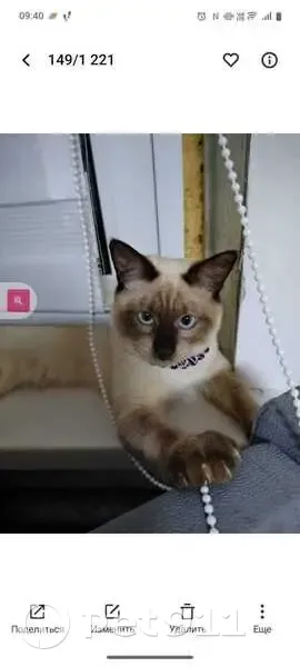 Пропал кот, улица Льва Толстого, 40, Кимры - тайский, потемнел на зиму - photo