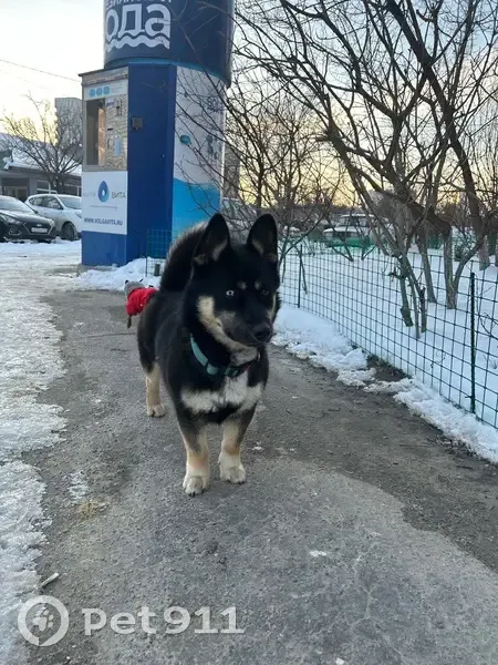 Найдена собака, улица Рихарда Зорге, 55, Волгоград - спокойная с голубым глазом - photo