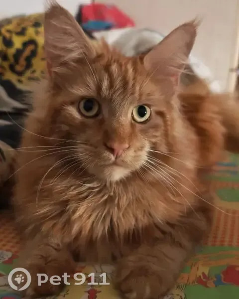 Пропал кот, улица Криницкого, 20, городской округ Тверь - рыжий, кастрированный - photo