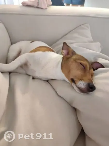 Пропала собака, Крюково, Московская область - белый щенок джек рассел с рыжими пятнами - photo