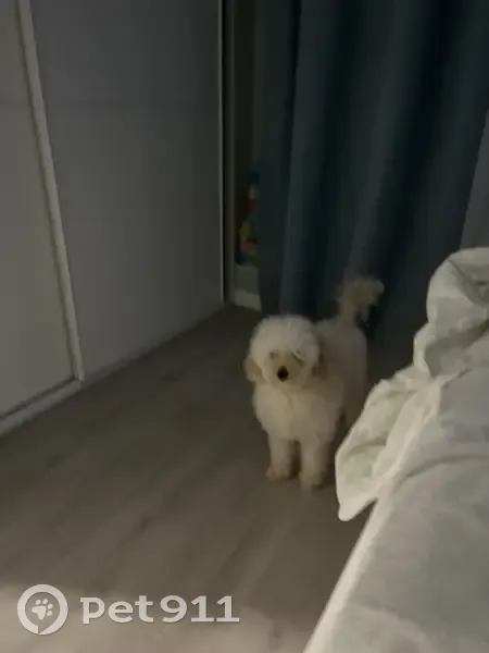 Пропала собака, улица Лазарева, Томск - светлая той-пудель Тесс - photo