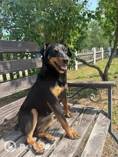 Пропала собака, улица Розы Люксембург, 23, Темников - девочка Тося с шрамом на животе - photo