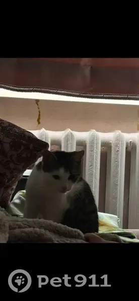 Пропала кошка, Полевая улица, Приморско-Ахтарск - photo