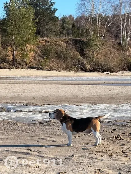 Пропал собака, мужской, Цветочная улица, Нижний Новгород - триколор бигль - photo