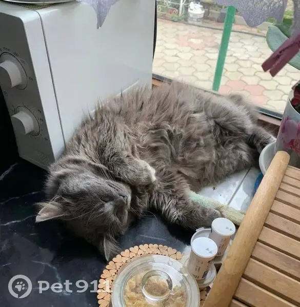 Пропал кот, Южная улица, 11, Яблоновский - пушистый дымчатый, зовут Чуча - photo