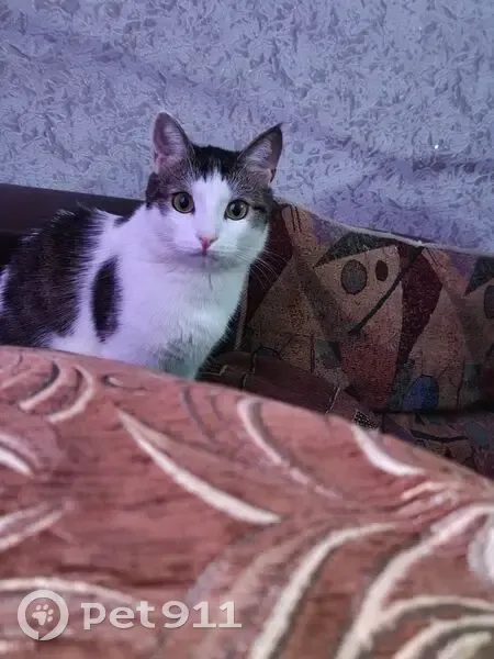 Пропал кот, Уральская улица, 9, Новотроицк - photo