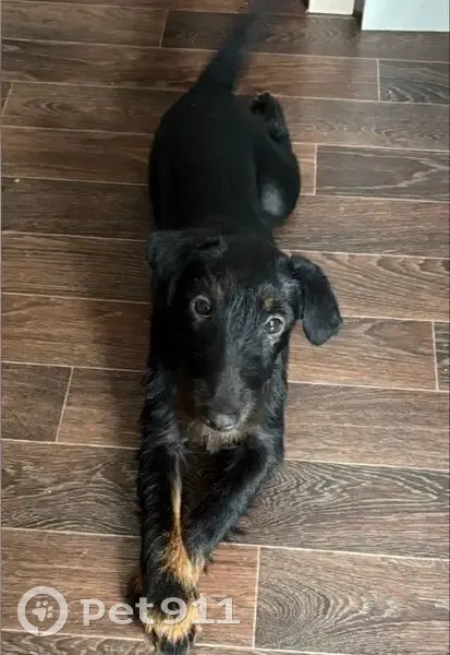 Пропала собака, девочка, улица Заслонова, 2А, Новосибирск - photo