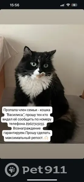 Пропала кошка, улица Клары Цеткин, 10, Якутск - трёхцветная, зелёноглазая - photo