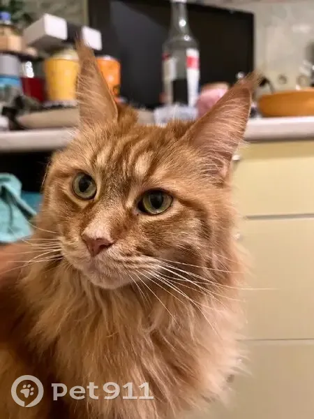 Пропала кошка, улица Чайковского, 60, Санкт-Петербург - рыжая девочка мейн-кун - photo