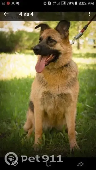 Пропала собака, женский пол, улица Мазы, 10, Саранск - photo