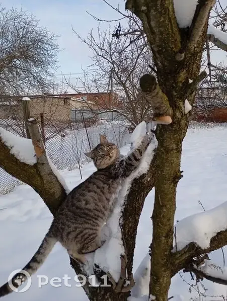 Пропал кот, Полтавская, Краснодарский край - окрас похож на енота, ласковый - photo