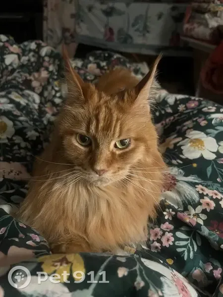 Пропала кошка, улица Чайковского, Санкт-Петербург - рыжая породы мейнкун - photo