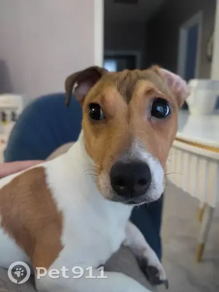 Пропала собака, Луганская улица, 53, Крюково - маленькая и очень дружелюбная девочка - photo