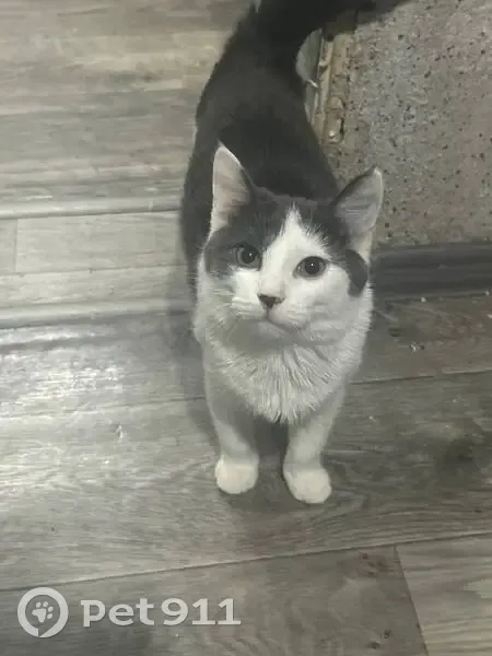 Пропал кот, улица Зубковой, 4, Рязань - возможно, выбежал в подъезд - photo