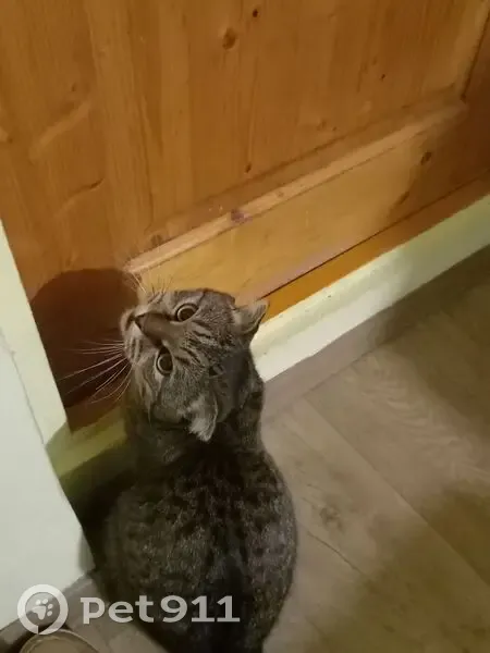 Пропал кот, Днепрогэсовская улица, 5, Волгоград - отсутствие одного зуба у верхнего клыка - photo