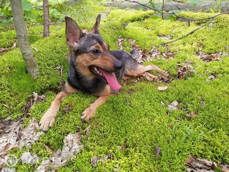 Пропала собака, Новоспасская улица, Калуга - похожа на маленькую овчарку - photo