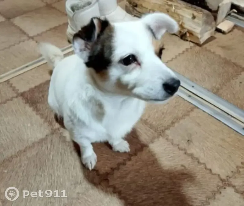 Пропала собака, улица Энергетиков, Уфа - женская особь - photo