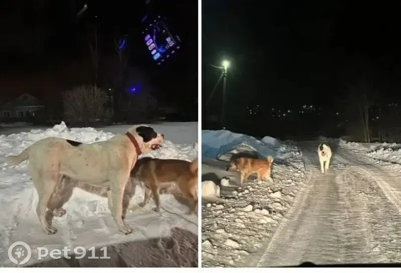 Пропал собака, мужской, Задонск, Липецкая область - алабай в красном ошейнике - photo