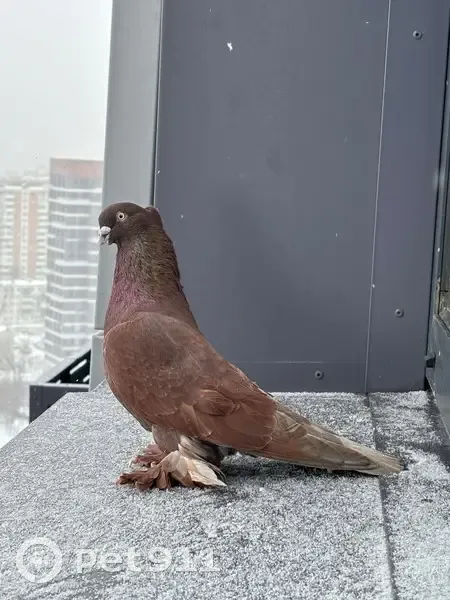 Найден птица, Снежная улица, Москва - крупный голубь с мохнатыми лапами - photo