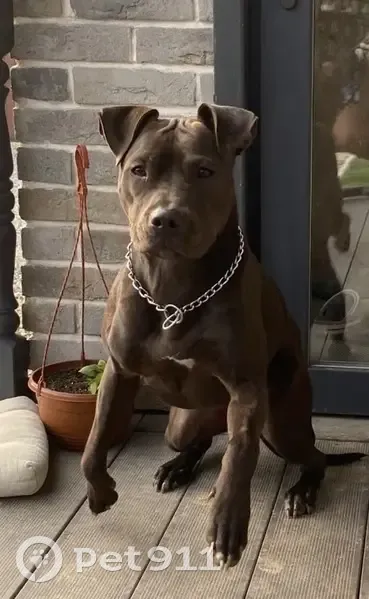 Пропала собака, Чаплыгино, Воскресенск - девочка питбуль, шоколадный окрас - photo