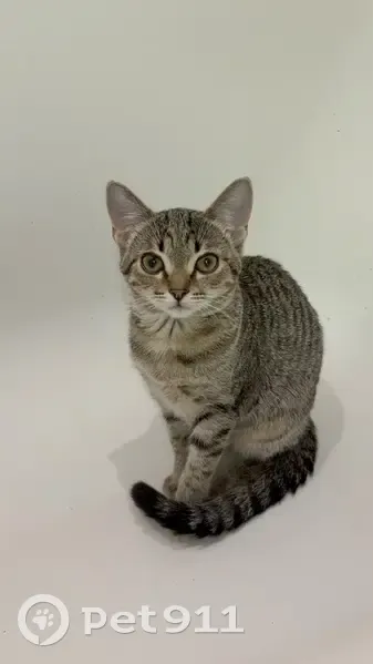 Пропала кошка, улица Кржижановского, 8, Электрогорск - коричневый носик, нетипично вытянутая - photo