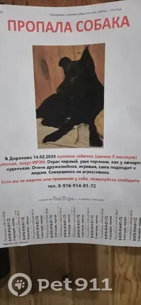 Пропала собака, женский пол, улица Невкипелого, Дорохово - абсолютно черная, без ошейника - photo