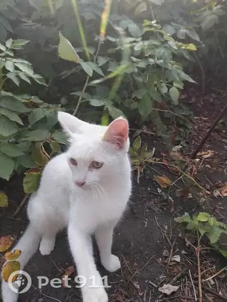 Пропал кот, улица Гризодубовой, Ставрополь - белый, кастрирован - photo