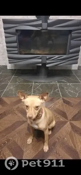 Пропал собака, Рябиновая улица, Дружный - рыжий, хвост купированный - photo